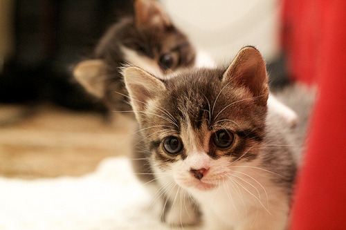 kittiesntitties.tumblr.com/post/12081199866/