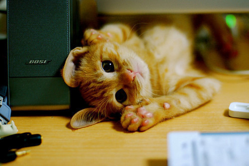 kittiesntitties.tumblr.com/post/12080505488/