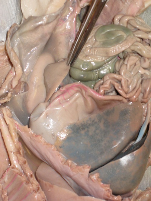 Fetal pig 