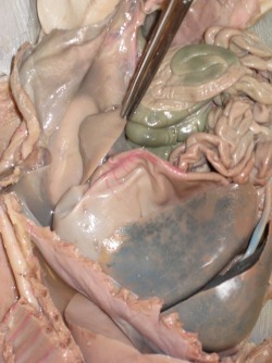 Fetal pig 