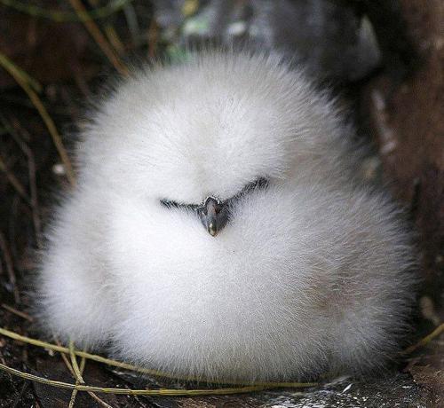 funnywildlife:  Cute Ball of Fluffff!!! 