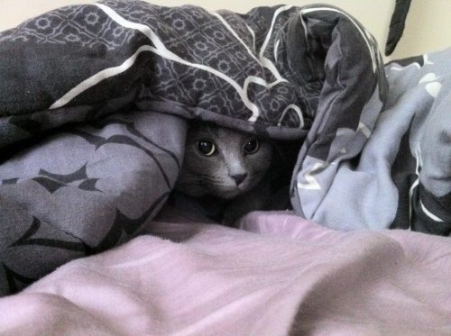 My roommate took this picture of our cat.  daawww! thanks for the submission! :D 