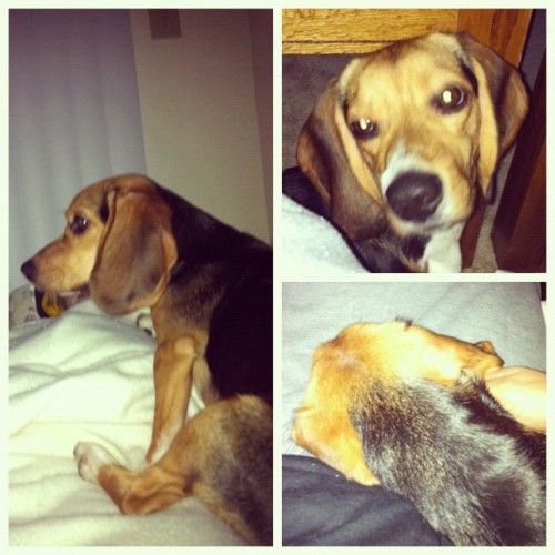 His name’s Fletcher 🐶…lil guard dog action for that ass (Taken with instagram)