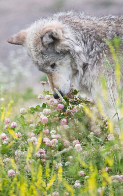 loveforwolves:  Wolf-smells-flowers by paulgillphoto