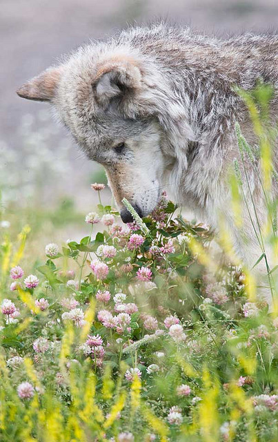 Porn photo loveforwolves:  Wolf-smells-flowers by paulgillphoto