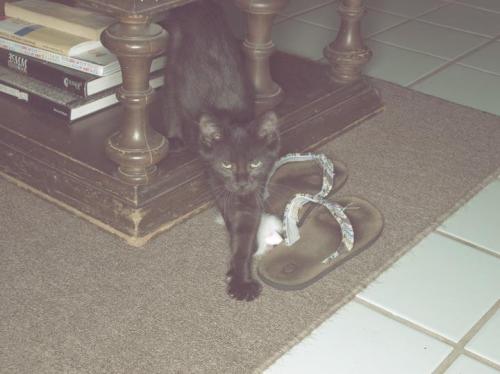eddie money cat. i taught him to play fetch.  now thats impressive! :D 