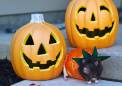 effyeahrats:  Winston in his homemade plumpkin costume! 