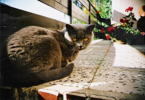 cat&rsquo;s eye view by Ina Omak on Flickr.