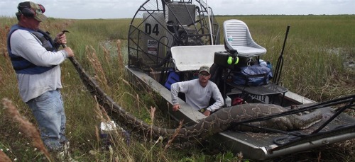 thedailywhat: Damn Nature U Scary of the Day: A 16-foot-long Burmese python was recently caught