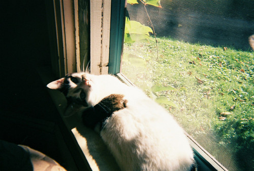 disposable by ρumρernickel on Flickr.