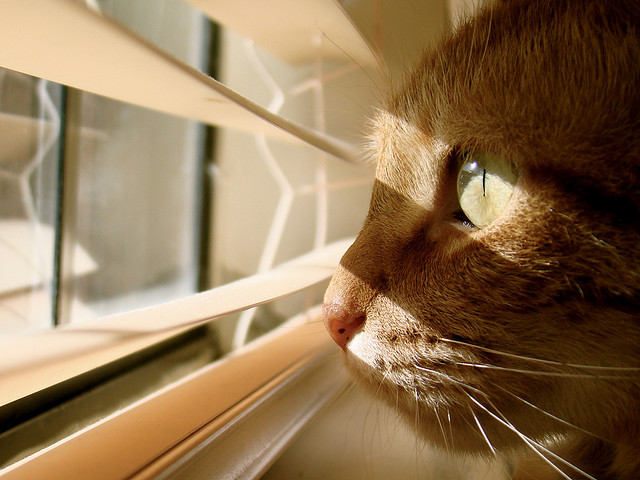 Simba by _faryal on Flickr.