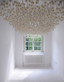 wildthicket:  A German artist, Regine Ramseier, had the great idea to create a ‘Dandelion Ceiling.’ 2000 dandelion flowers were treated and sprayed with a gentle adhesive to fix them. The dandelions were then transported by car to a little white