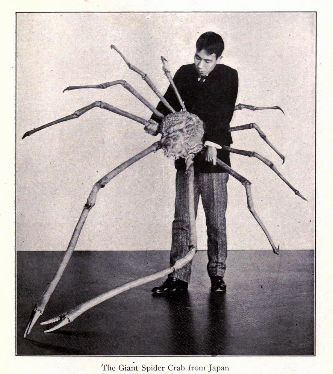 cuadernostibetanos:  por supuesto, en Japón biomedicalephemera:  The Giant Spider