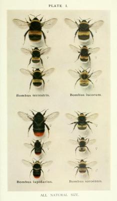  The Humble-Bee: Its Life History and How