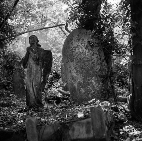 XXX byronic:  Nunhead Cemetery, London - photo photo