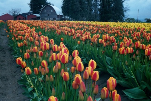 Skagit Valley Tulips, Washington