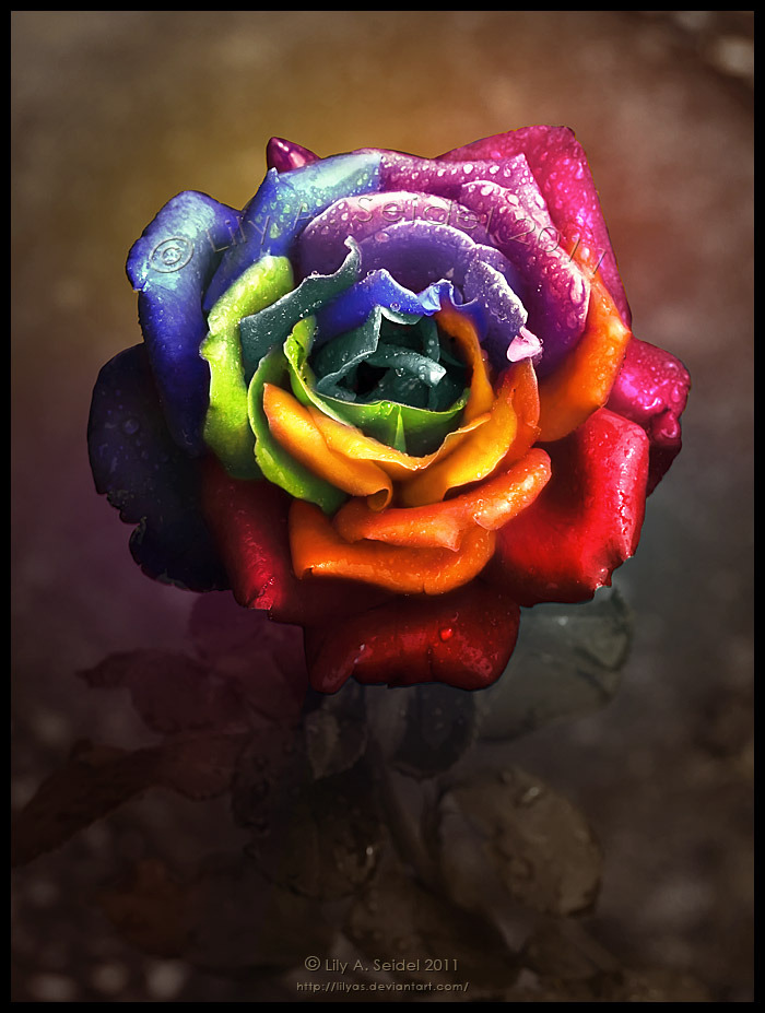 landlore:  Rainbow Dream Rose II by `Lilyas 