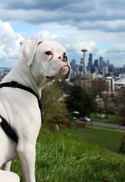 whiteboxerlove:  Rainier’s first city Experience