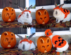 earsandwhiskers:  Happy Halloween to all