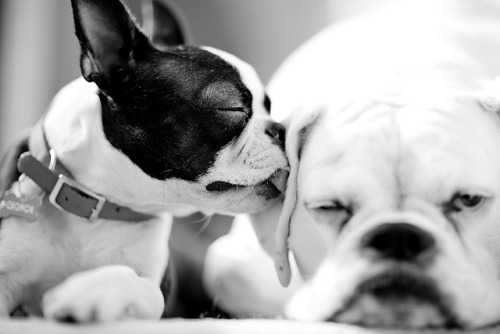 whiteboxerlove:  georgie hearts gus by monitorpop adult photos