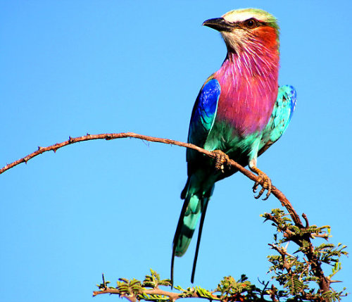 “Lilac Breasted Roller” by kevinjeffery75 | RedBubble