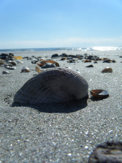 heygingergirl:  oh-susanna:   Shells on Folly Beach, SC   Omg that is heaven!  I love shelling and it is the only thing I will voluntarily get up before 6am to do. Shelling as the sun rises…and then reading with my feet in a tide pool as I listen to