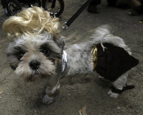 @wherefashionis Also the dogs can be so fashion! FashionIs&hellip; thedailyfeed: The best (or wo