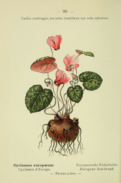 dendroica:
“n215_w1150 by BioDivLibrary on Flickr.
Via Flickr:
Nouvelle flore coloriée de poche des Alpes et des Pyrénées. v.1.
Paris,Klincksieck,1906-1912.
biodiversitylibrary.org/item/39967
”