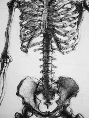 i have a strange obsession with rib cages.