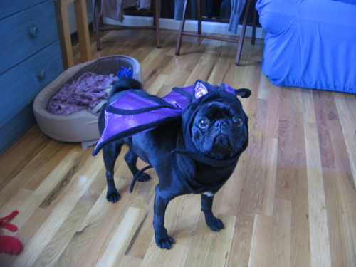 boodapug:  whyareyouyelling:  My dog Finnegan as Batley from Eureka’s Castle.   Hmm, I wonder if he could fly with those wings?  PICNIC TIME. AT EUREKA’S CASTLE.