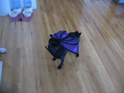 boodapug:  whyareyouyelling:  My dog Finnegan as Batley from Eureka’s Castle.   Hmm, I wonder if he could fly with those wings?  PICNIC TIME. AT EUREKA’S CASTLE.