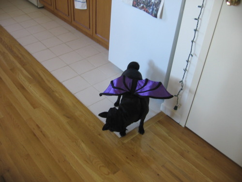 boodapug:  whyareyouyelling:  My dog Finnegan as Batley from Eureka’s Castle.   Hmm, I wonder if he could fly with those wings?  PICNIC TIME. AT EUREKA’S CASTLE.