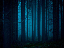 s0nata:  mystischer Wald - mystical forest (by publik_oberberg) 