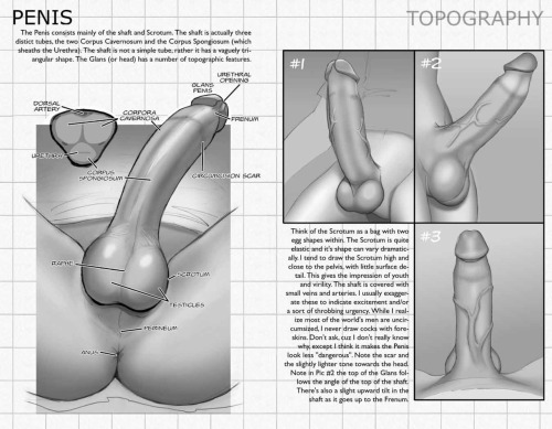 creamatorie:  Penis Tutorials and References adult photos