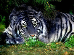 llbwwb:  Maltese Tiger by menagerie