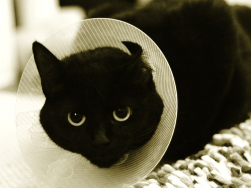 Cat collar by doug88888 on Flickr.