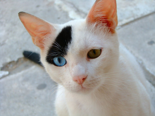 Odd-eyed cat by ihasb33r on Flickr.