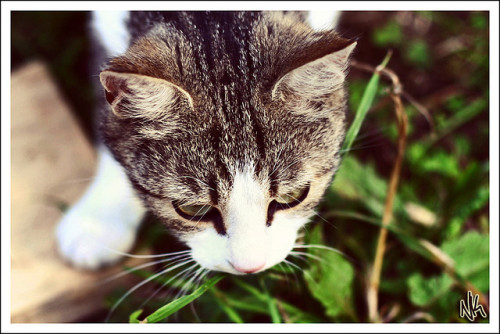Kitty by i eaт sтars on Flickr.