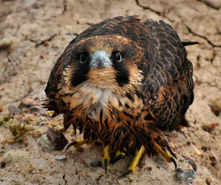 geggidy:  fat-birds:  Why Taking So Long to Dry? by SDwildgene on Flickr. I never thought a bird could make a puppydog face until now. Oh baby falcon, that’s what happens when you take a bath!   