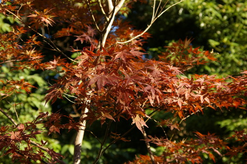 Autumn leaves in Ueno Park, Tokyo.