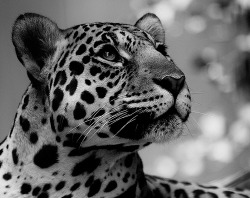 caecitas:  Black Leopard (by VincePrey) 