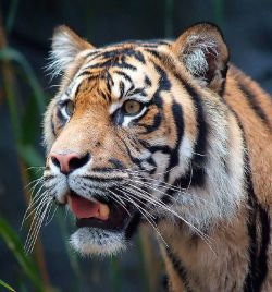 llbwwb:  Tiger Portrait,posted by mirror29. Look how you can see every whisker and hair :)
