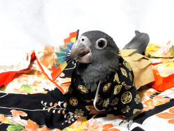 jjuk-ko:  vani-lla:  黒哥＠Greater Vasa Parrot wears Japanese Hakama.    