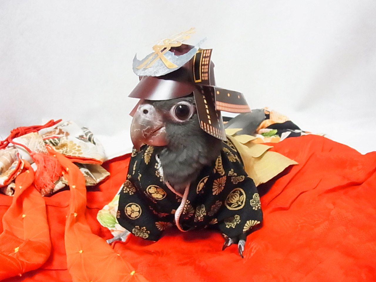 vani-lla:  黒哥＠Greater Vasa Parrot wears Japanese Hakama. 