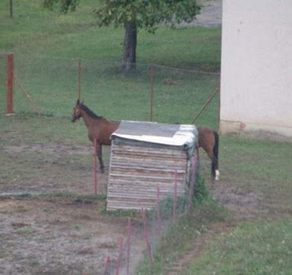 long horse is long