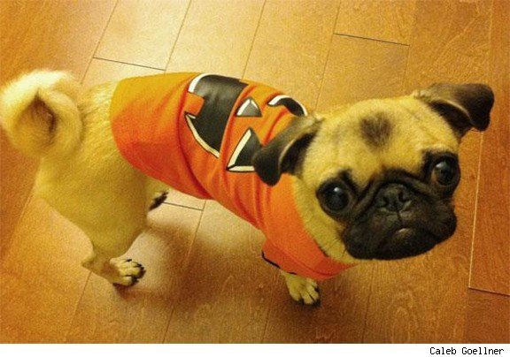 Pearl the Pug, loyal companion of ComicsAlliance Senior Editor Caleb Goellner