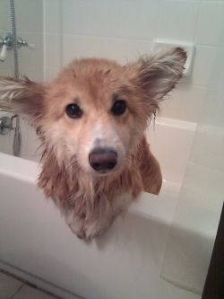 corgiaddict:  Nash loves bath time submitted