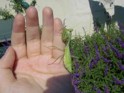 shujinkakusama:  jenovacells:  Pictures from just before Halloween - every goddamn mantis in the world was in my yard.  That pink one is for meeee.