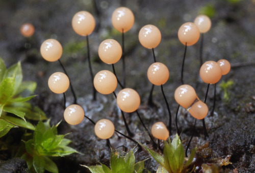 rhamphotheca: Comatricha nigra, a slime mold, Portola Redwoods State Park, San Mateo Co., CA, USA (b