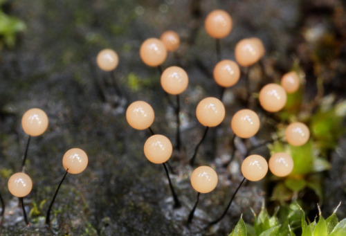 rhamphotheca: Comatricha nigra, a slime mold, Portola Redwoods State Park, San Mateo Co., CA, USA (b